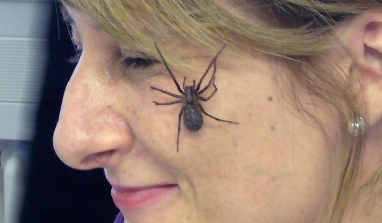 Hilfe gegen Spinnenangst