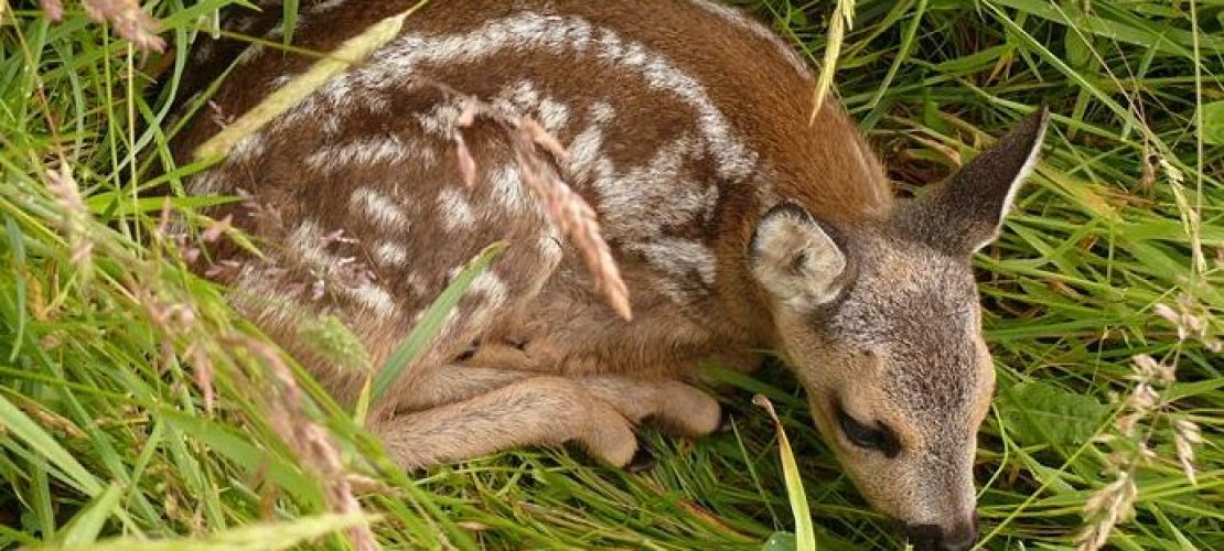 Das passiert im Mai in der Natur