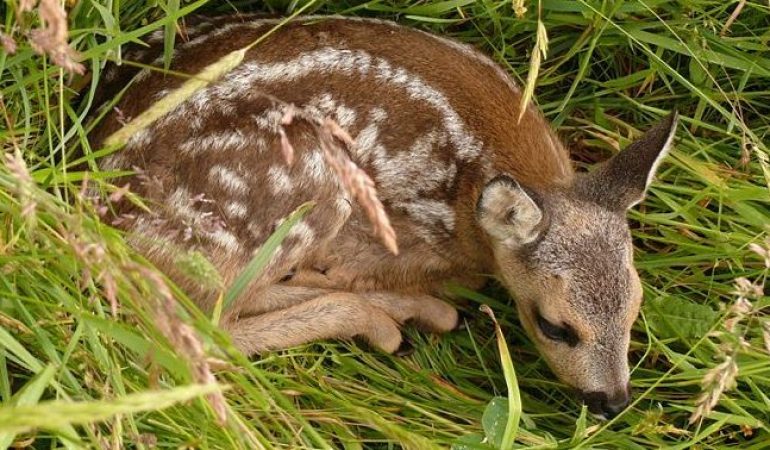 Das passiert im Mai in der Natur