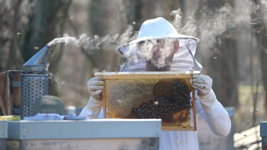 Warum räuchern Imker Bienen ein?