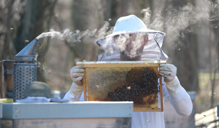 Warum räuchern Imker Bienen ein?