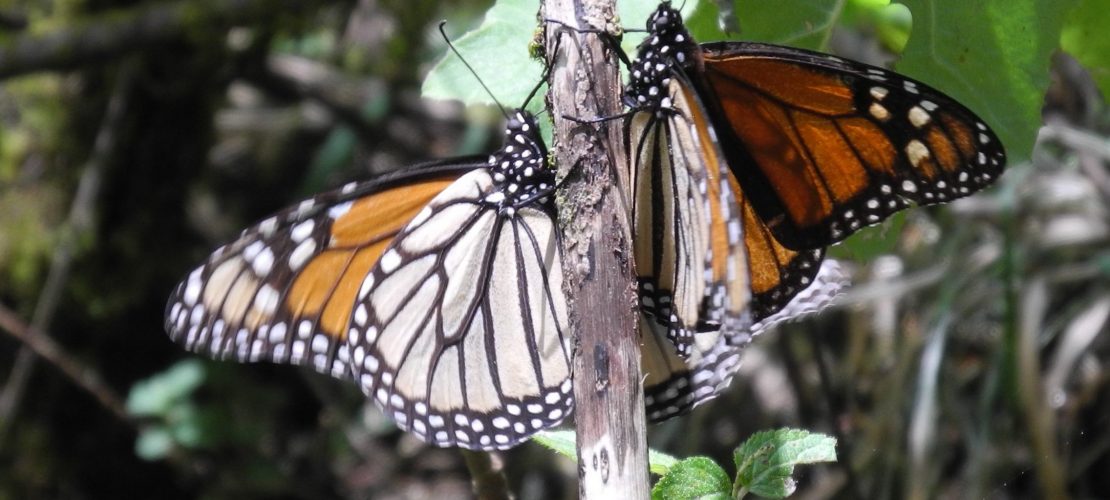 Weniger Schmetterlinge