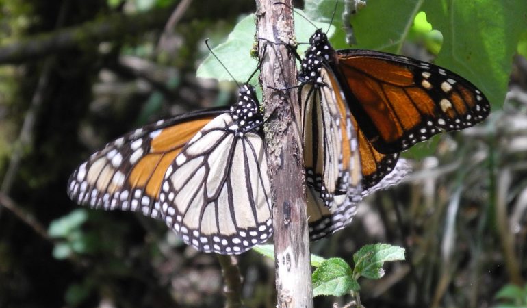 Weniger Schmetterlinge