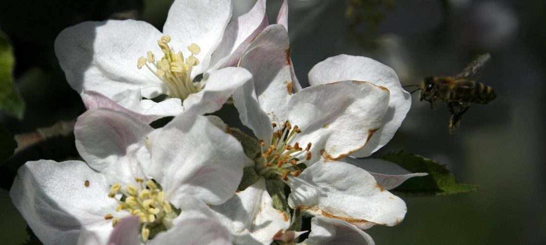 Bauern kämpfen gegen den Frost