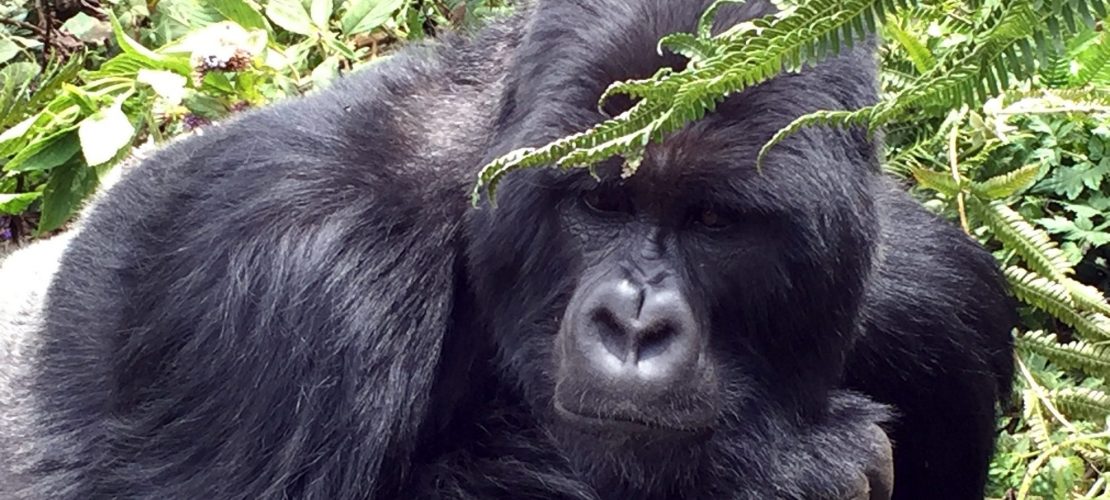 Besuch bei den Gorillas