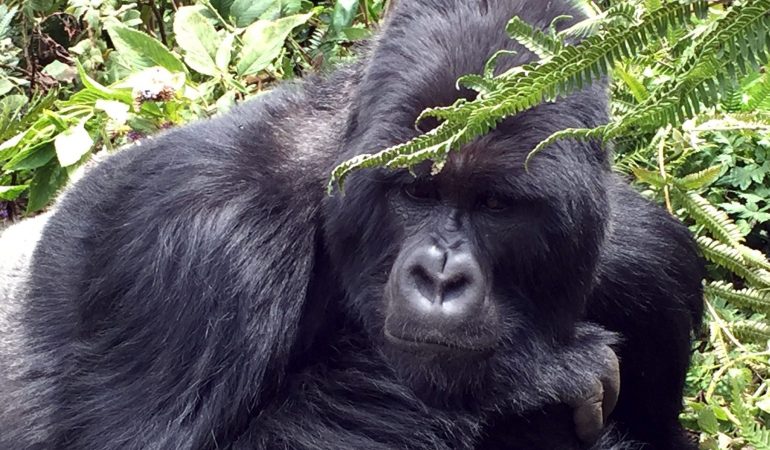 Besuch bei den Gorillas