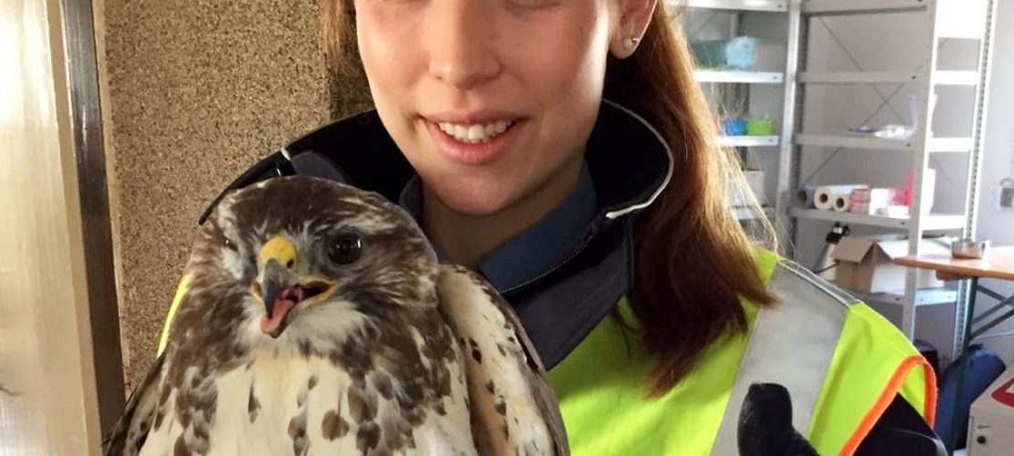 Bussard verursacht Chaos