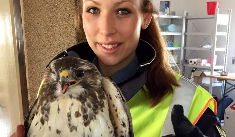 Bussard verursacht Chaos