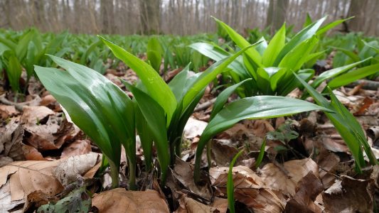 Langsam kommt der Bärlauch im Wald durch. (Foto: dpa)