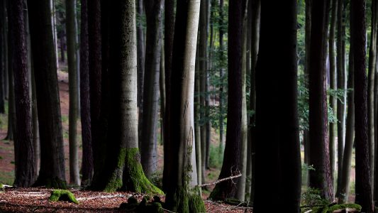 Warum sind Bäume besonders?