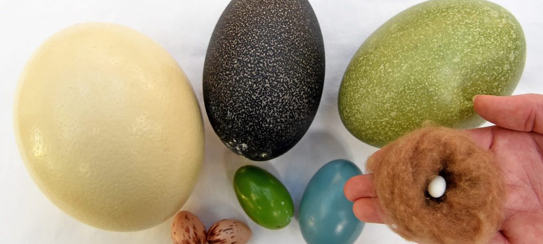 Darum sind Eier Wunder der Natur