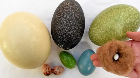 Darum sind Eier Wunder der Natur