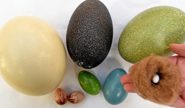 Darum sind Eier Wunder der Natur