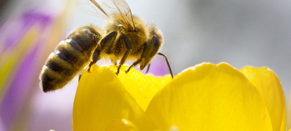 Duda - Deine Zeitung war den Bienen auf der Spur. (Bild: dpa)
