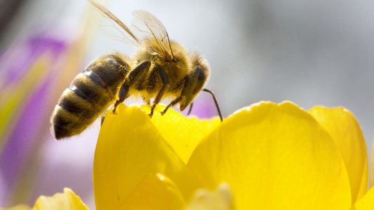 Duda - Deine Zeitung war den Bienen auf der Spur. (Bild: dpa)