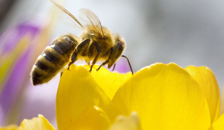 Duda - Deine Zeitung war den Bienen auf der Spur. (Bild: dpa)