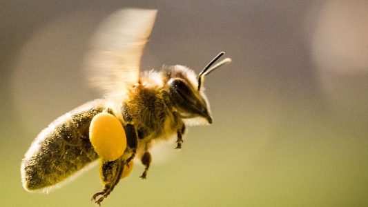 Fleißige Sammler: Honigbienen