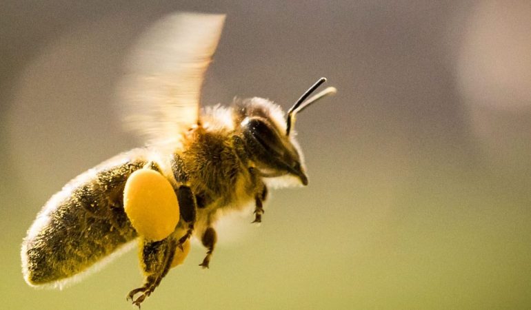 Fleißige Sammler: Honigbienen