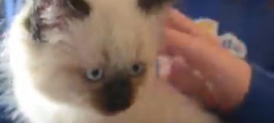 Das waren die Aprilscherze 2017