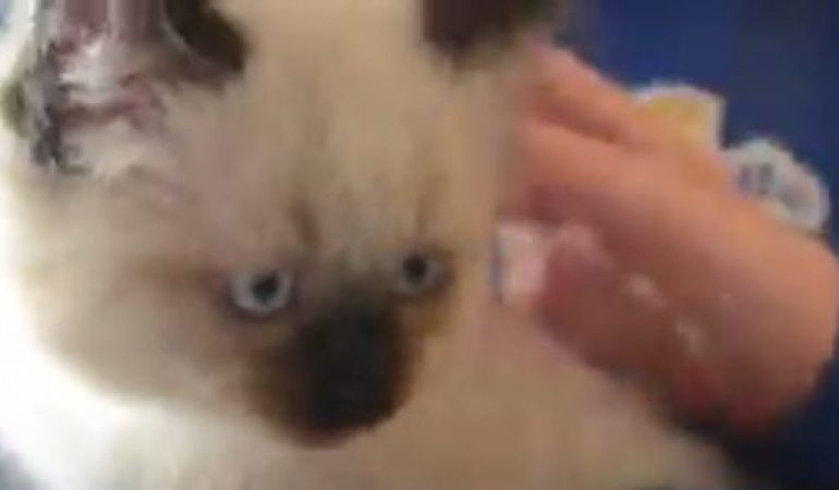 Das waren die Aprilscherze 2017