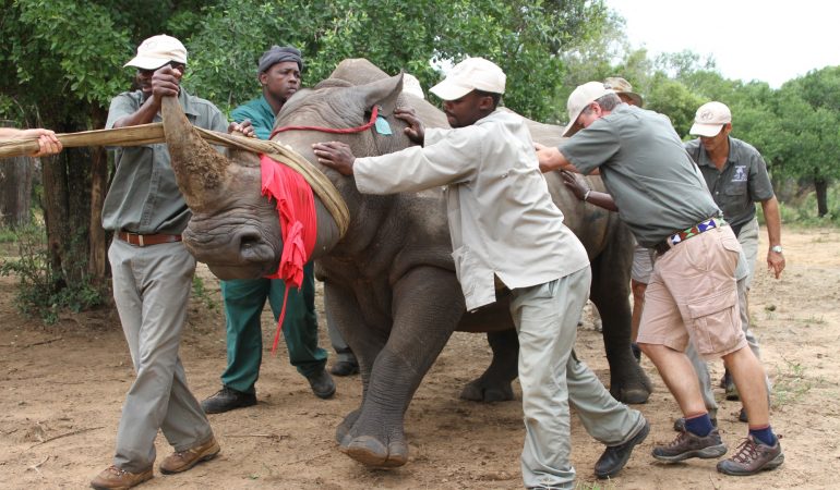 Nashörner im Flugzeug