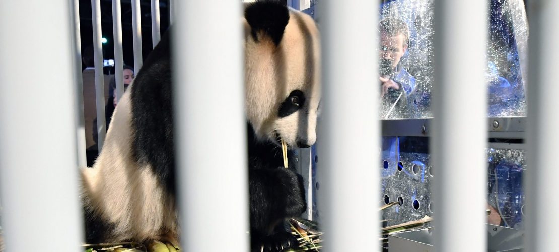 Pandas auf langer Reise