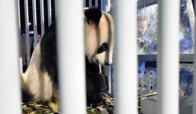 Pandas auf langer Reise