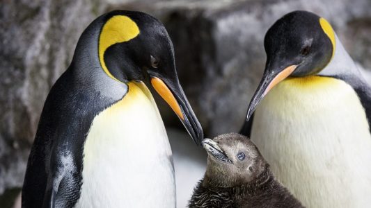 Mini-Pinguin mit zwei Mamas