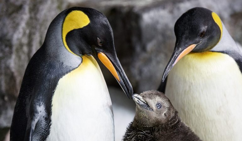 Mini-Pinguin mit zwei Mamas