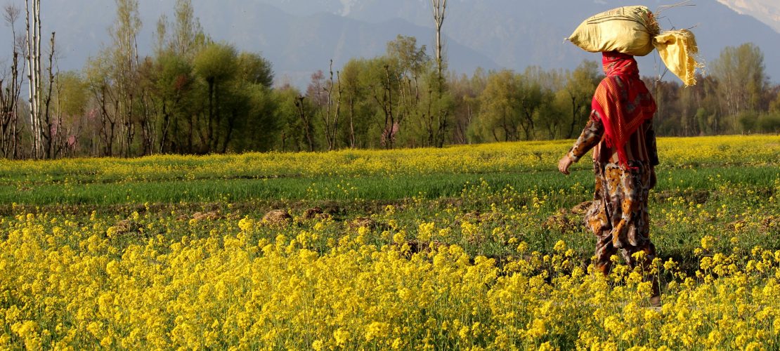 Woraus wird Senf gemacht?