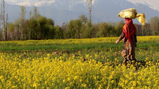 Woraus wird Senf gemacht?