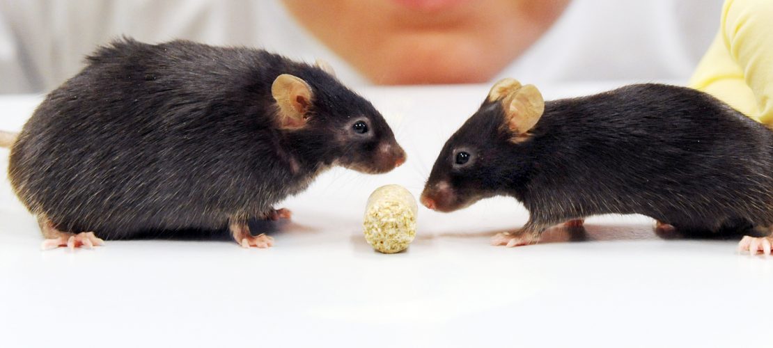 Warum gibt es Tierversuche?