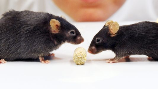 Warum gibt es Tierversuche?