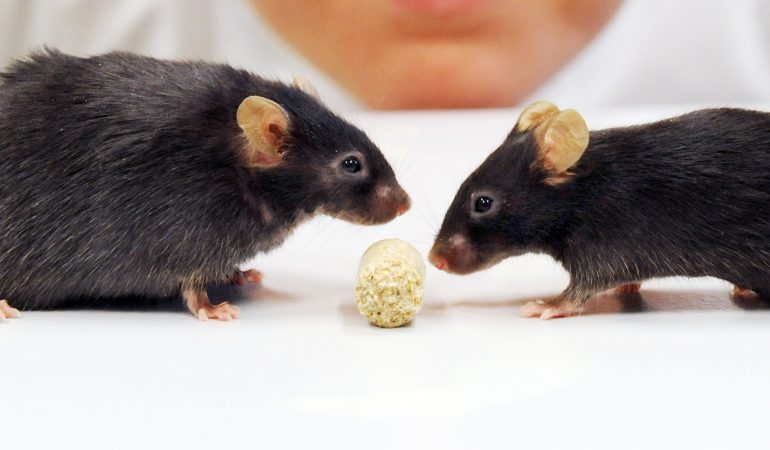 Warum gibt es Tierversuche?
