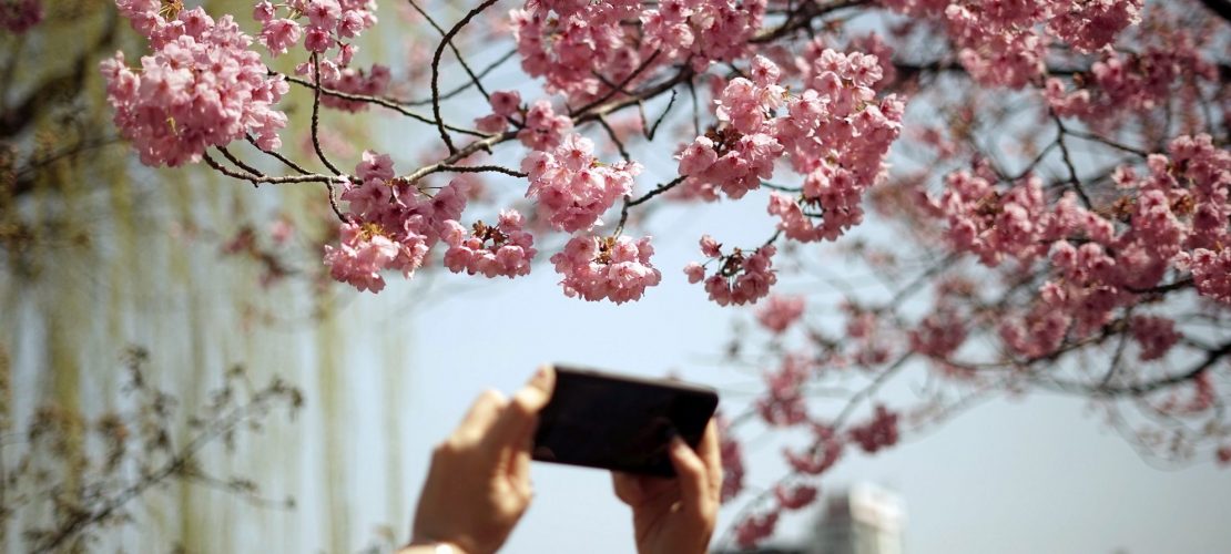 Der Frühling kommt in Rosa