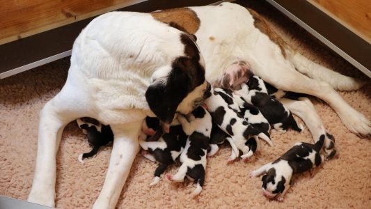 Warum heißt es Bernhardiner?
