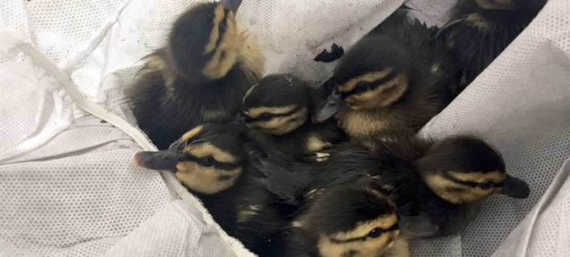 Polizei rettet Entenküken