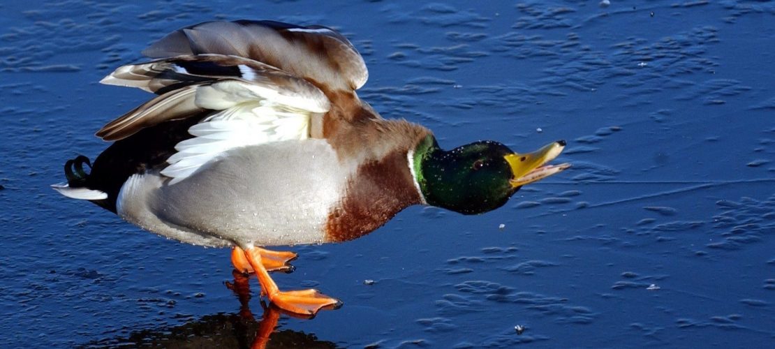 Wie heißen männliche Enten?