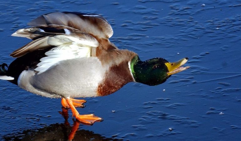 Wie heißen männliche Enten?