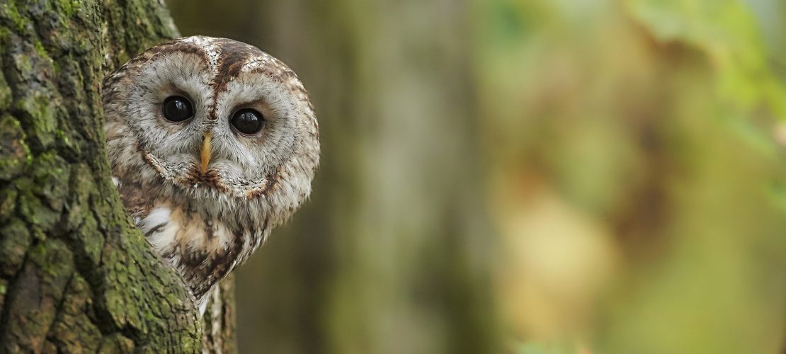 Ein Waldkauz sitzt auf einem Baum und blickt ind en Wald. (Foto: dpa)