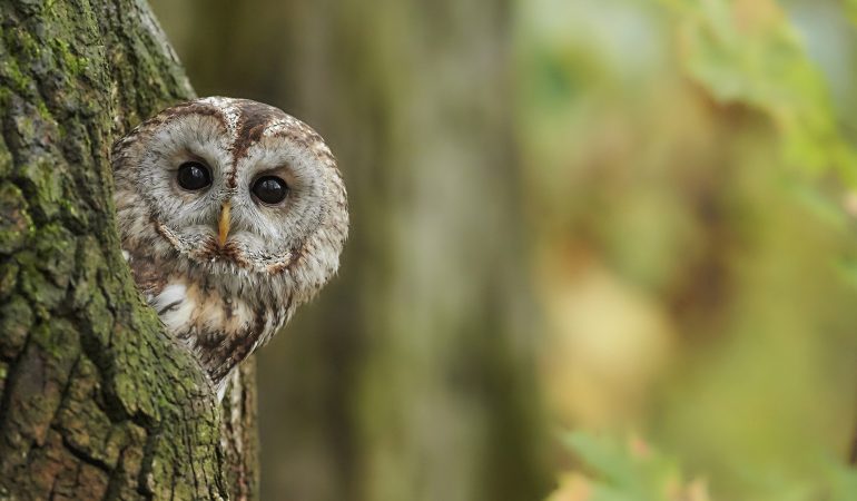 Ein Waldkauz sitzt auf einem Baum und blickt ind en Wald. (Foto: dpa)