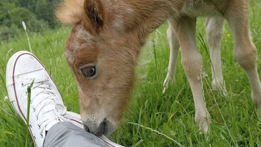 Wie soll das kleine Fohlen heißen?
