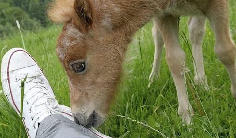 Wie soll das kleine Fohlen heißen?