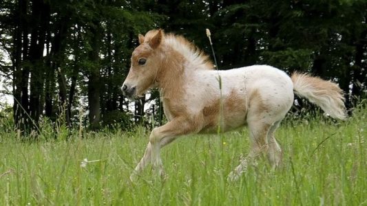 Wir suchen einen Namen für das Mini-Fohlen!