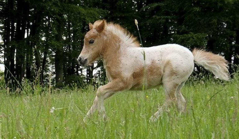 Wir suchen einen Namen für das Mini-Fohlen!