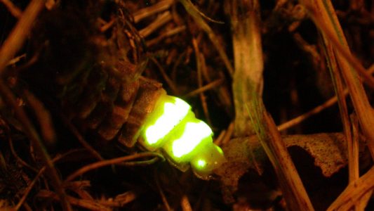 Jetzt ist Glühwürmchen-Zeit!