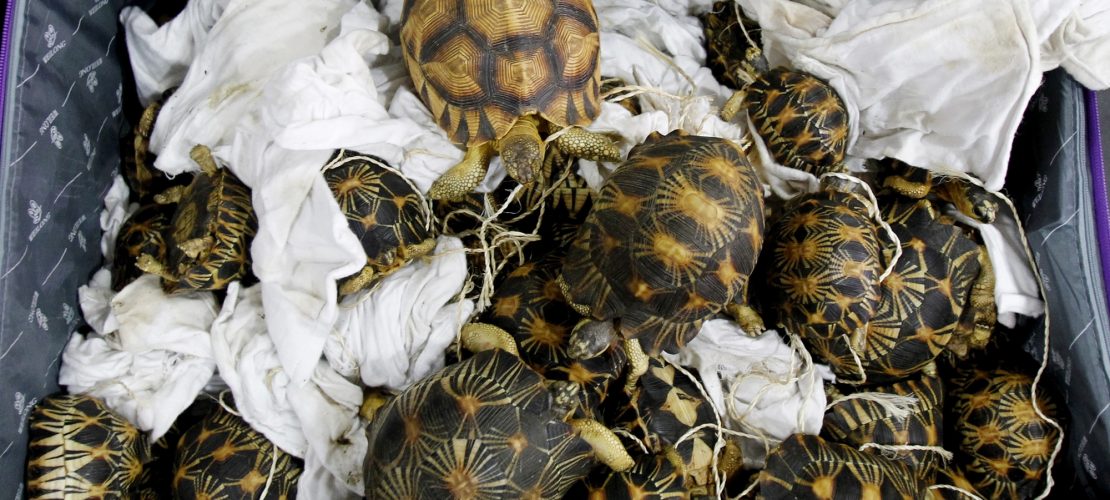 Schildkröten gerettet!