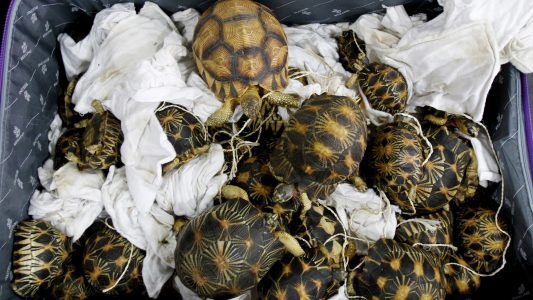 Schildkröten gerettet!