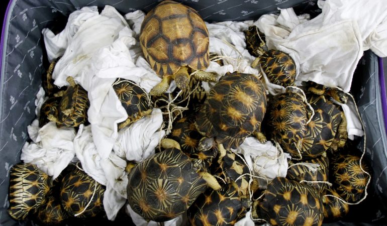 Schildkröten gerettet!