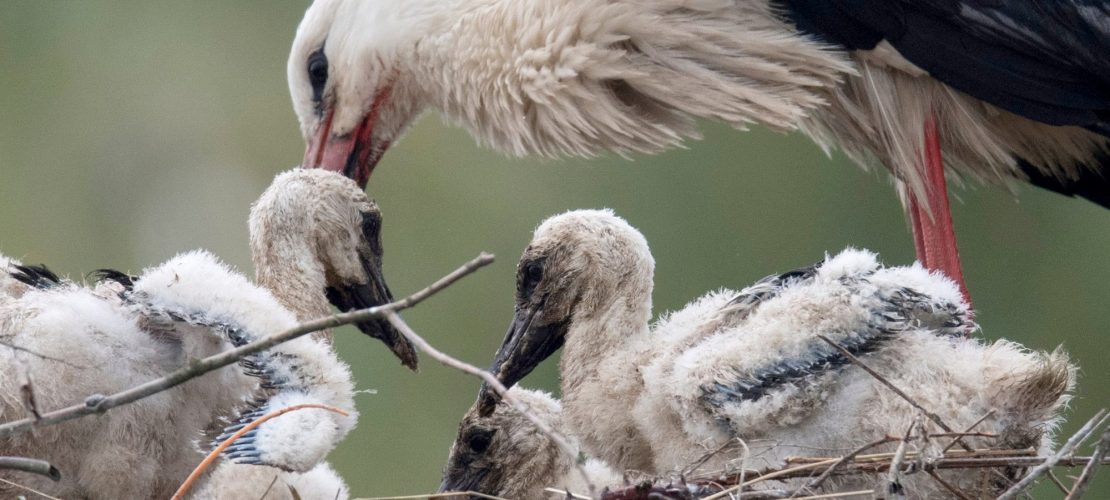 Störche lernen jetzt fliegen